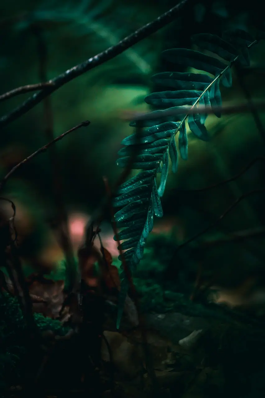 fern 4101316_1280